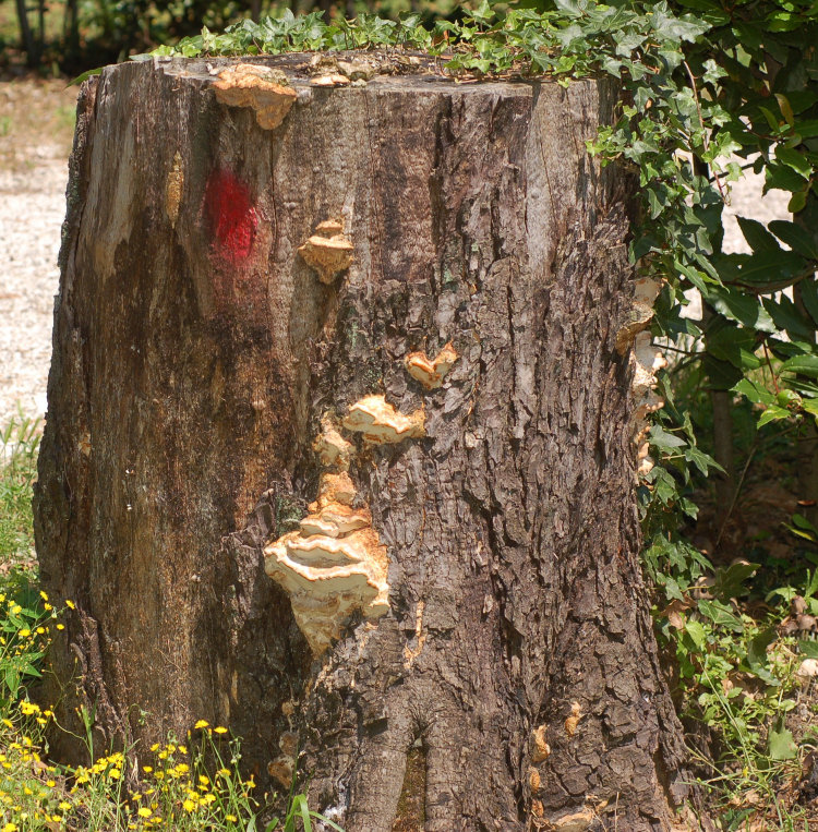 Fomitopsis iberica Melo & Ryvarden